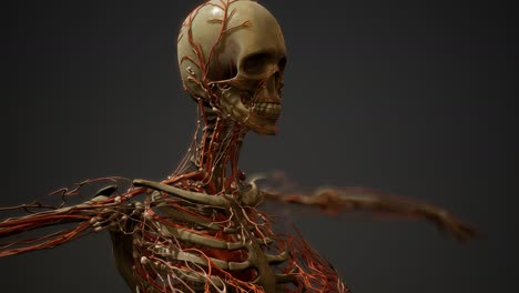 Anatomía-De-Los-Vasos-Sanguíneos-Del-Cuerpo-Humano